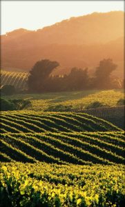 napa-sonoma